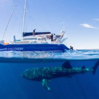 RedBalloon | Whale Shark Swim