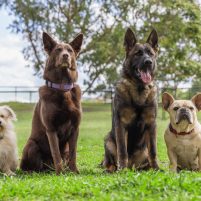 Australia’s Next Pet Model