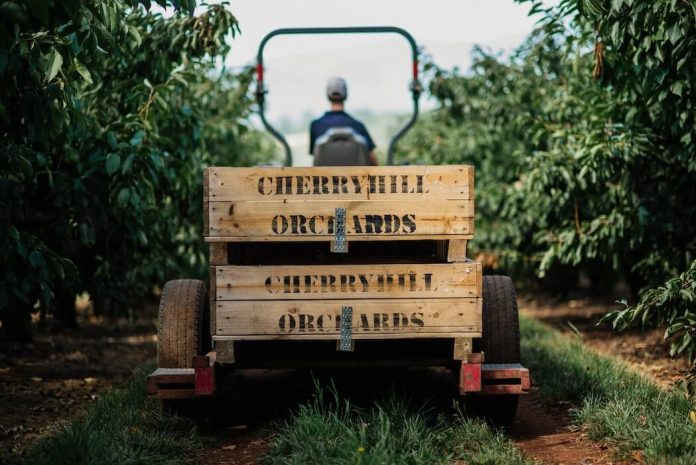 Victorian Cherry Trail