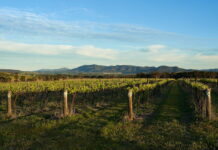 A weekend in the Hunter Valley. Vines, villages & very good wine Hunter Valley