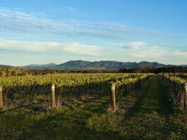 A weekend in the Hunter Valley. Vines, villages & very good wine Hunter Valley