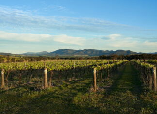 A weekend in the Hunter Valley. Vines, villages & very good wine Hunter Valley